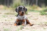 BEAUCERON - PUPPIES 102